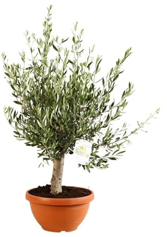 Olivier Bonsaï Olea Europaea Bonsai 80/90 cm Pot 35cm - Plante En Pot - Floraison Mai à Juin Exposition - Hauteur 80/90 Cm - Exposition Soleil Sol
