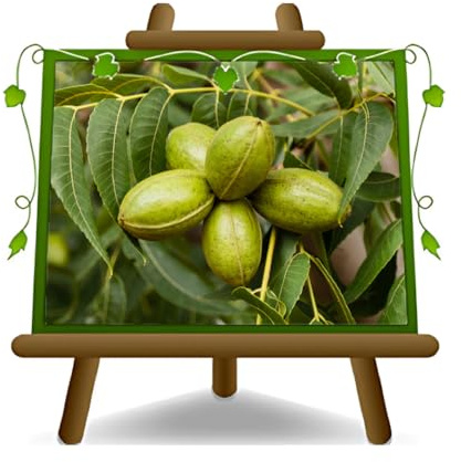 Noce Pecan Starking H.G. Pianta da Frutto Antico età 2 anni