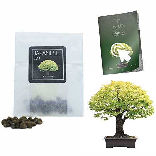 30 Japanese Elm Bonsai Seeds | Zelkova Serrata | Growing Guide | Grow Your Own Bonsai Tree | Bonsai Beginners and Enthusiasts