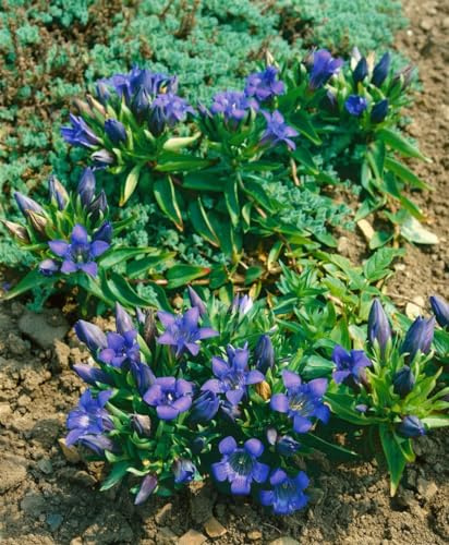 Gentiana septemfida var. lagodechiana 9x9 cm Topf – Winterhart, Mehrjährig, Pflegeleicht – Kaukasus-Enzian – Staude für Steingarten & Beet