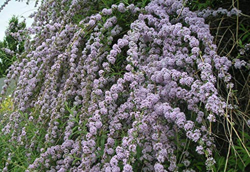 Portal Cool Buddleja Alternifolia Buddleia Arbusto Farfalla Llorón, Pianta en Maceta de 9 cm