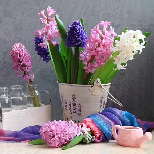 Mehrjährig, (Winterhart/Stauden/Staude) für Garten, Frühlingsblüte - mehrjährige, Dauerblüher -6Hyazinthen -C