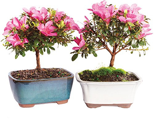 Brussel's Bonsai - Live Satsuki Azalea Bonsai Tree 2-Pack, Outdoor Flowering Bonsai Tree Live Plant, 5 Years Old, 5-8 Inches Tall, Twin Bonsai Set with Pots for Patio Garden (Small, Green)