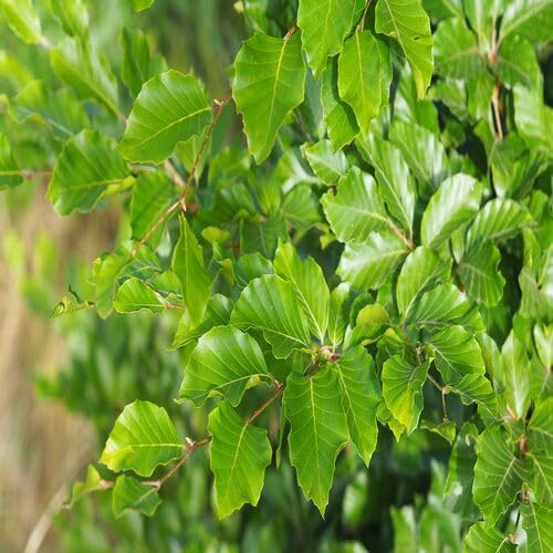 40 semi verdi per albero FAGUS SYLVATICA