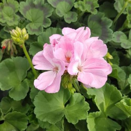 20 semillas de geranio rosa Univalve