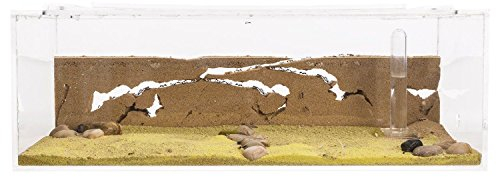 AntHouse - Natürliche Ameisenfarm aus Sand - Big Acryl Starter Set 30x15x10 cm (Ameisen)