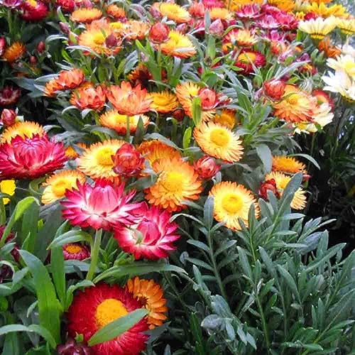 Welldales 50 Mixed Dwarf Strawflower Seeds UK Everlasting Paper Daisy Annual Garden Plants