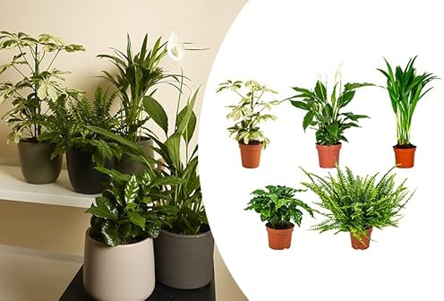 Bloomique - Lot de 5 - Mélange de plantes dépolluantes - Caféier, Fougère, Palmier d’Areca, Fatsia, Spathiphyllum - Hauteur 20-40 cm - Pot 12 cm