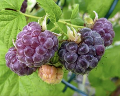 Glencoe Raspberry Plants (2-Pack) - Glen Coe Live Bare Root Berry Bush 4-6 - Sweet Purple Raspberries - Container or Garden Growing - Hardy Zones 4-8