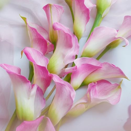 6bulbi di calla resistenti, balcone, in crescita di calle, decorativi, vere da precoce da sono perenni