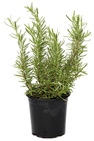 Outlet Garden - Romero - Rosmarinus Officinalis. Planta Aromática, Altura: 30 Centimetros Aproximado, Contenedor: 14 Cm. Envios Solo Peninsula