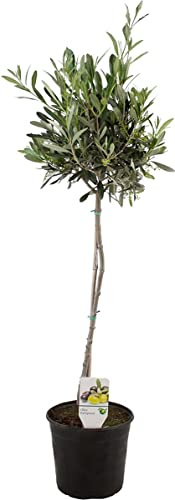 DECOALIVE Árbol Natural Olea Europaea para Interior y Exterior Olivo Natural, 8435712005302