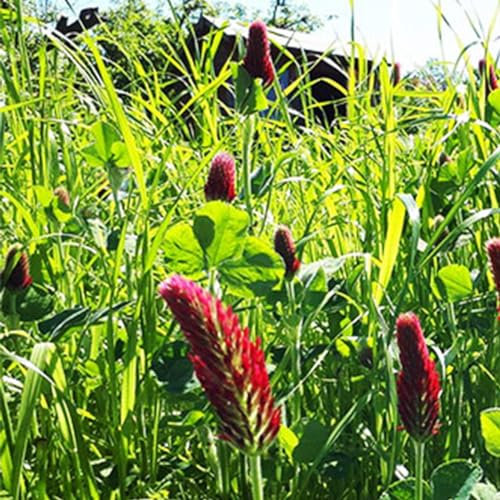 Welldales 100 Green Manure Seeds UK Mix Fast Growing Quick Fix Ground Cover Flower Plants