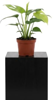 DECOALIVE Monstera Deliciosa Maceta 12 cm, Altura 40 cm, Planta Viva para Interior de Estilo Urban Jungle