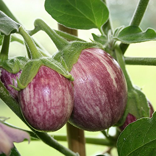 Pack King's Seed Aubergine 'Pinstripe' (10) Dwarf Vegetable Seeds Patio/Pots