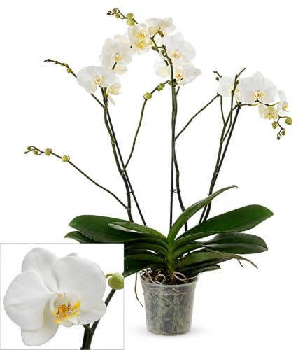POWERS TO FLOWERS - ORCHIDEA PHALAENOPSIS TEATRO XXXL, pianta vera