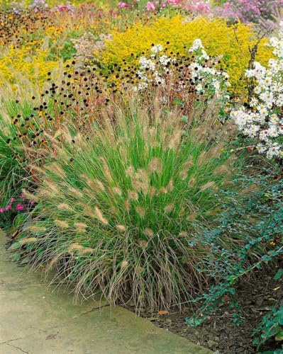 Pennisetum alopecuroides 'Weserbergland' 11x11 cm Topf – Winterhart, Mehrjährig, Pflegeleicht – Lampenputzergras – Ziergras für Beet & Kübel