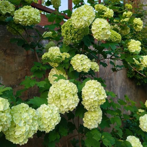 Semi di ortensia palla di neve - vecchie varietà semi biologici decorazione da giardino per esterni decorazione floreale da esterno resistenti giardino arbusti 80pcs