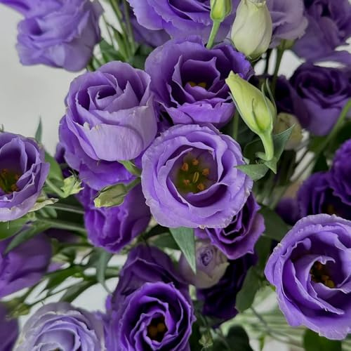 eustoma lysanthus - lisianthussamen blumensamen kaufen indoor kräutergarten exotische zimmerpflanzen dachbegrünung blumenwiesensaat topfpflanzen blumenbeet balkon schnittblumen blumendeko 800samen