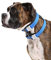 Cesar Millan Pack Leader Collar™ - Trainingshalsband des Hundeflüsterers (Mittel, Blau)