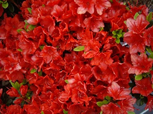 Japanische Azalee Fridoline - Rhododendron obtusum Fridoline - 30-40cm
