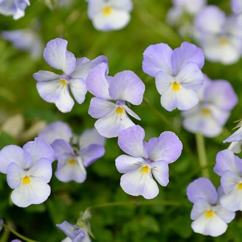 Hornveilchen Milk Maide - Viola cornuta - lebende Gartenpflanze aus den Baumschulen