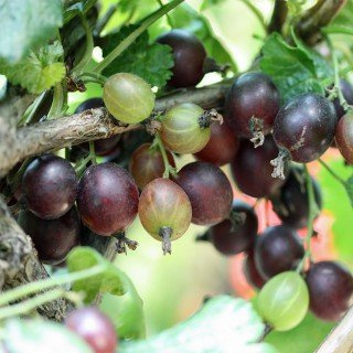 Jostabeere Ribes x nidigrolaria Stämmchen Beerenstrauch winterhart | Aromatische Fruechte, ideal zum Naschen, sonniger bis halbschattiger Standort, robust, ertragreich, einfache Ernte