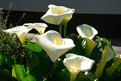 Calla Palustris, Water Arum 10 Seeds, Wild Calla - Charming Water Plant, Hardy, Perennial