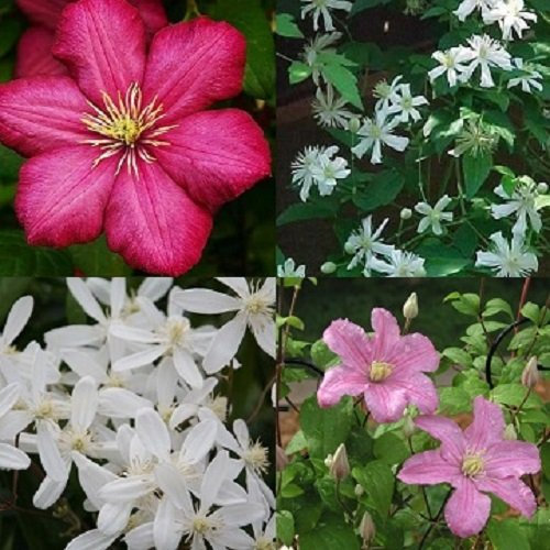 4 x Clematis - Rot Weiß mix - 4 Pflanzen kaufen/3 bezahlen - Mehrjährig und Winterhart - Clematis Ville de Lyon/Summer Snow/Comtesse de Bouchaud/Armandii (Immergrün) | 4 x 1,5 Liter Töpfe