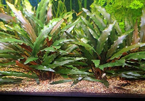Lincolnshire Pond Plants Ltd Cryptocoryne Beckettii - Tropical Aquarium Plants - Oxygenating Plant Aquarium, Fish Tank, Live Plants for aquascaping, Tropical Aquatic Plants.