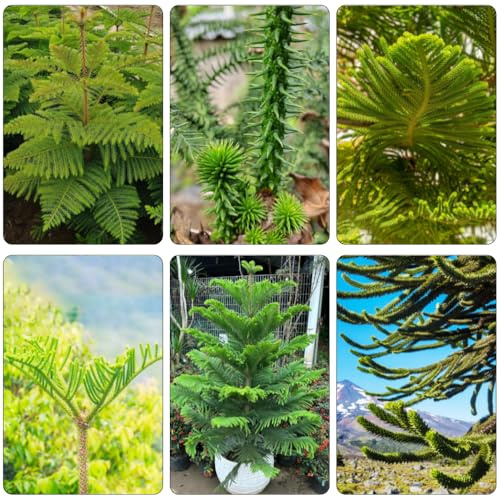 araucaria araucana - bonsai topf gartensamen balkongarten gewächshaus balkon pflanzenkübel bonsaibaum baumsamen pflanzendeko wildkräuter kräuterpflanzen blumengarten gartenkräuter 20samen
