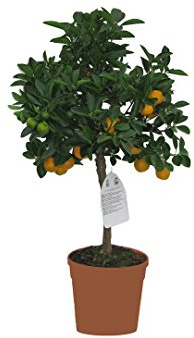 Mandarinenbaum, Citrus mitis, Zwergorange, Zitrusbaum kaufen