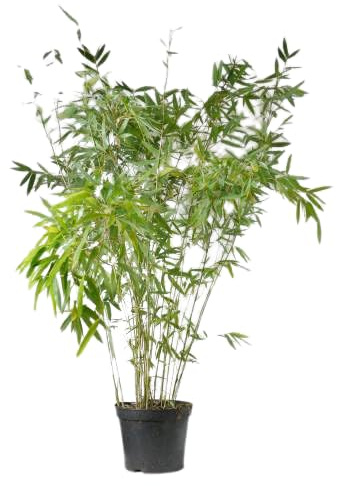 Bambú Natural una Planta de Exterior Resistente y de Aspecto Impresionante