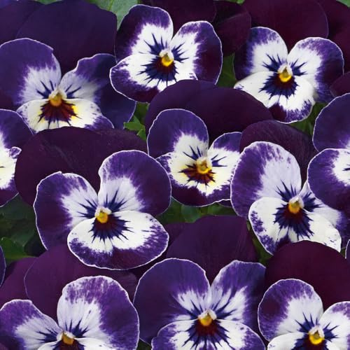 Viola 'Twix Purple Face'. 7cm Plant x 3. Winter flowering bedding plants for hanging baskets and containers. Bedwen Plants Online Garden Centre.
