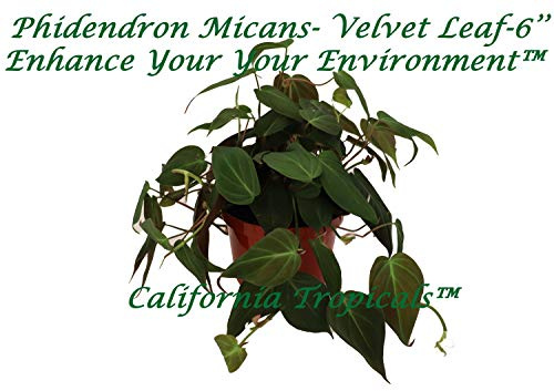 Philodendron Micans - 6'' from California Tropicals