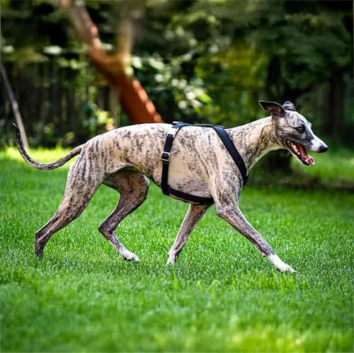 EDEL&SCHNELL Windhundgeschirr schwarz Größe L verstellbares Whippet Geschirr aus bequemen Webband mit Schnallen in Rosegold Hundegeschirr große Hunde