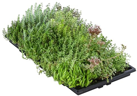 Dehner Pflanzenmatte für Dachbegrünung, 4er Set, je 50 x 30 cm, 4-8 kg | Gründach mit Fetthenne, verschiedene Sorten, für Flachdächer / Schrägdächer bis max. 30 Grad-Winkel