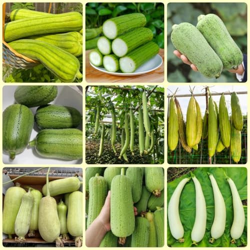 Semillas de luffa, semillas de pepino de luffa, Luffa aegyptiaca, antiguas variedades 200pcs