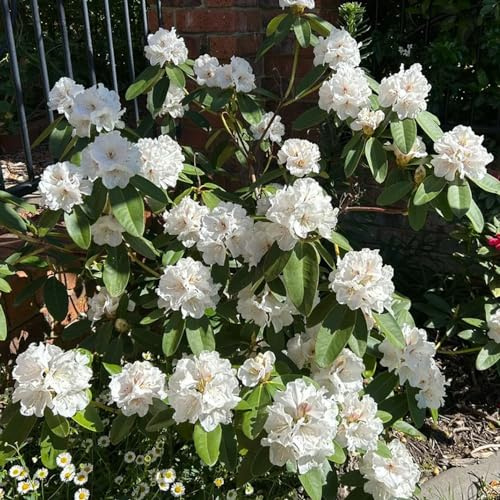 Azalea Rododendro - semi decorativi da giardino balcone resistenti trepadora prato selvaggio, autunno, 25pcs