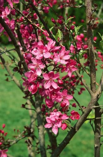 Zierapfel Malus Cardinal 60-100 cm Zierbaum winterhart | Rote Blüten im Frühling, dekorative Zieräpfel, sonniger bis halbschattiger Standort, robust, ideal als Solitär