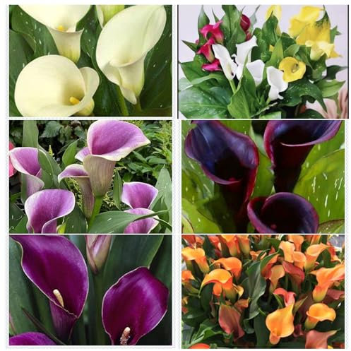 Calla Lily Bulbs for Planting Now UK Ornamental Perennial Excellent Display Plant Bulbs Greening Flower Good for Containers/Natural Organic Easy Plant-4bulbs-G