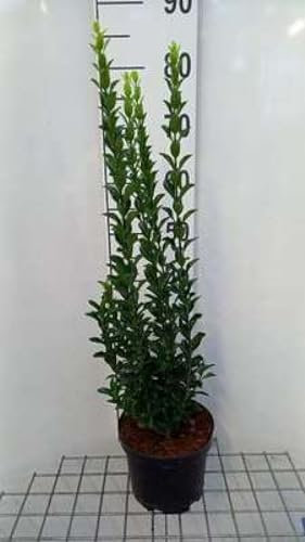 Euonymus jap. 'Jean Hugues' - Fusain Du Japon 40-60 cm en pot