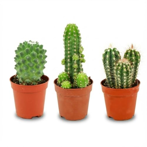 Set de Mini Cactus Naturales para Interior, Verde, Pack de 3, 5.5 cm
