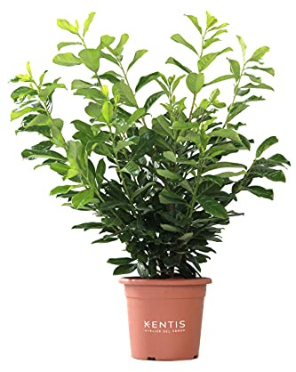 KENTIS - Kirschlorbeer Pflanzen - Prunus Laurocerasus Novita – Winterharte Pflanzen für Garten – Aussenpflanze - Hoch 80-100 cm Topf Ø 24 cm