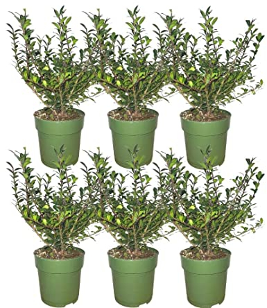 Plants by Frank | 1 laufenden Meter Stechpalmen Hecke | Ilex crenata 'Jenny'® | Pflanzenset mit 6 winterharten Heckenpflanzen | Immergrüne Hecke | Direkt von der Gärtnerei geliefert