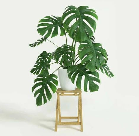 50pcs Green Fresh Monstera Plant Seeds