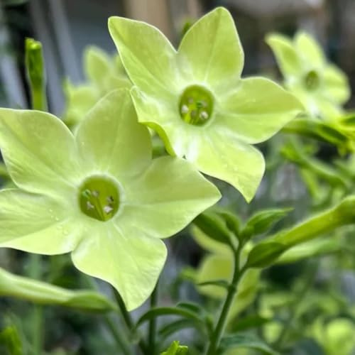 semi di tabacco - balcone resistenti perenni giardino roccioso rampicanti 500pcs