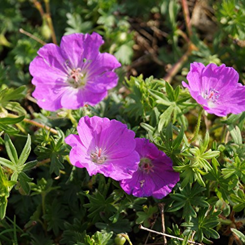 Blumixx Stauden Geranium sanguineum 'Max Frei' – Blutstorchschnabel, pink-violett blühende winterharte Gartenstaude, pflegeleicht & bienenfreundlich, ideal für Beet, Steingarten & Naturgarten