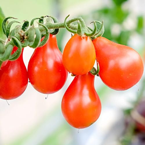 PlantiCo Pomodoro a pera rossa Semi di pomodoro alto 0,2 g Semi di pomodoro robusto Semi di ortaggi Semi di ortaggi Semi di coltivazione Semi di ortaggi in serra Orto