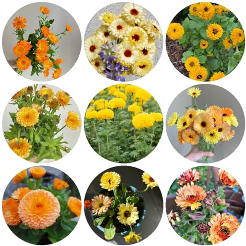 semi di calendula - rampicanti, giardino roccioso primaverili, resistenti in vaso balcone recisi giardino, balcone Decorazioni autunnali per un 350semi